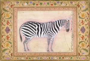 Zebra, från 
